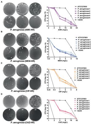 Quorum sensing regulates heteroresistance in Pseudomonas aeruginosa